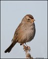 _0SB1264 sparrow
